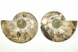 Cut & Polished, Agatized Ammonite Fossil - Madagascar #207434-1